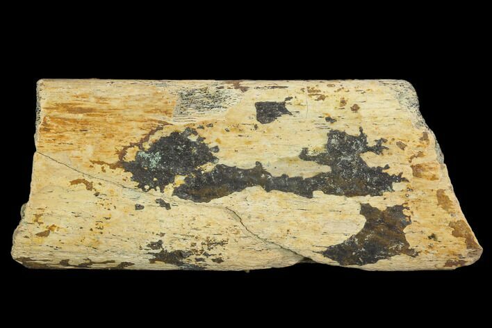 Unidentified Fossil Bone Section - North Dakota #120548